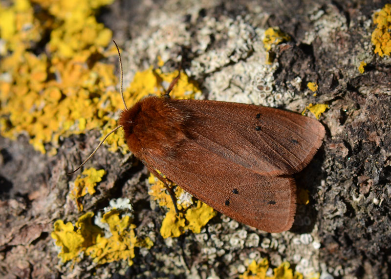 Phragmatobia fuliginosa, Arctiidae